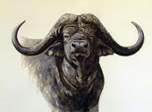 buffalo pastel